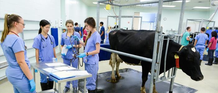 Give UC Davis - Veterinary Medical Teaching Hospital's Large Animal Clinic