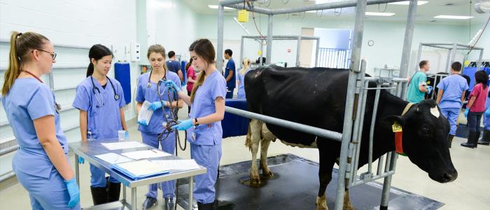 Give UC Davis Veterinary Medical Teaching Hospital s Large Animal Clinic